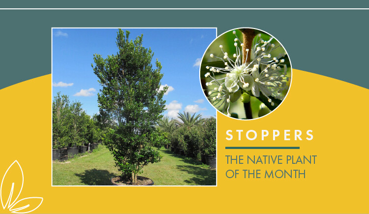 Stoppers: Pinecrest's Native Plant of the Month Village of Pinecrest