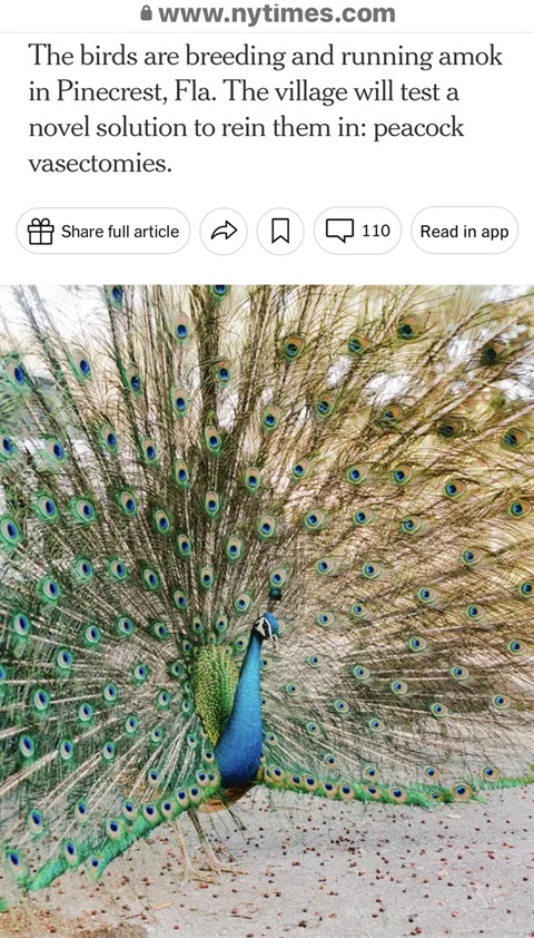 NYT peacock story
