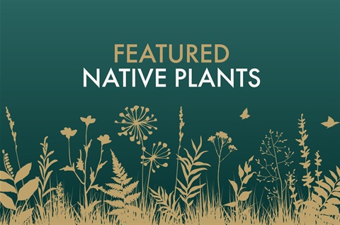 Featured-Native-Plants-Web.jpg