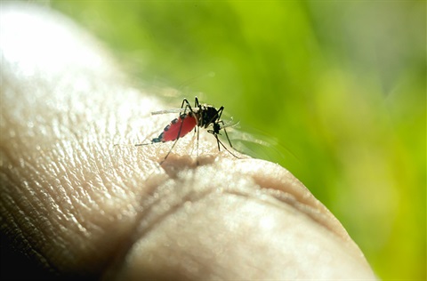 Mosquito standing on the hand of a person