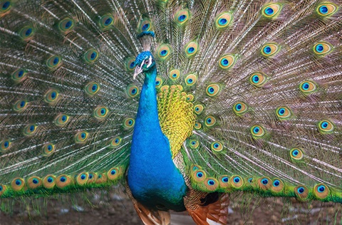 Website News Photo - Peacock Ch10.jpg