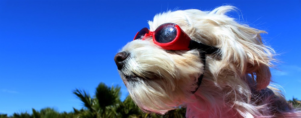Dog-with-Glasses.jpeg