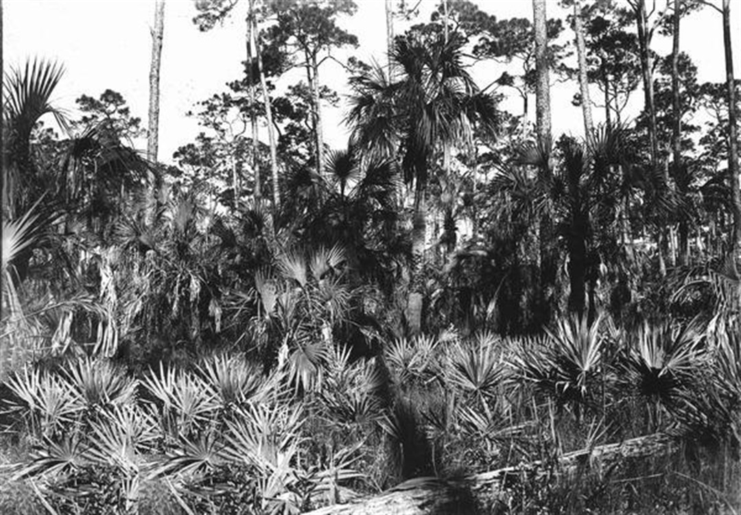 Kendall Village of Pinecrest