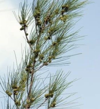 an Australian Pine tree branch edge